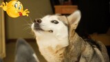 You will be Full of Energy watching this Funny Husky video - Try these Funny Dog Videos 😁