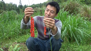 Huanong Brothers: The radishes on the mountain are ripe, big and red, pick some and string them toge