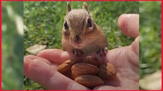 Chipmunk Gets So Jealous When His Favorite Girl Talk To Order Chipmunks.