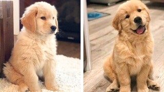 Cute Golden Dogs Help You Relax After Tiring Day 🐶🥰 | Cute Puppies