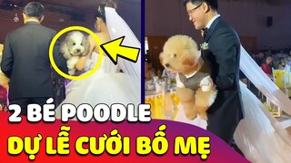 Cưng xỉu hình ảnh 2 BÉ POODLE được CÔ DÂU CHÚ RỂ bế lên lễ đường trong ngày cưới trọng đại 😍 Gâu Đần