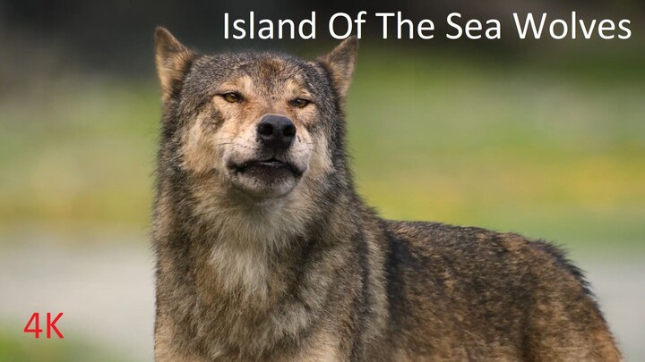 Island of the Sea Wolves 4K