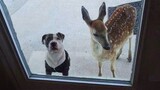 When your dog brings a new friend to your doorstep🐶Funniest Dog Ever!