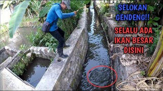 SELOKAN GILA!! Mancing di Selokan Dapat Ikan Besar Besar Broo