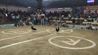 4x winner