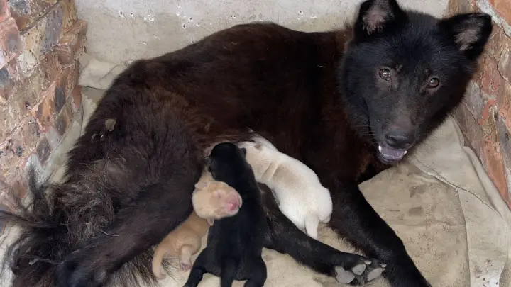 My dog gave birth to 3 baby dogs