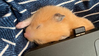 Động vật|Hamster sưởi ấm dưới máy tính