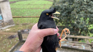 The boy accidentally caught a bird and the bird shouted for help