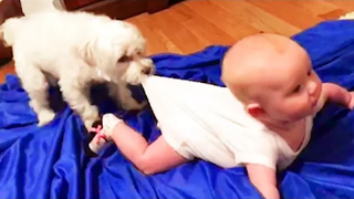Happy Babies and Dogs กำลังเล่นด้วยกัน 2