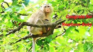 Congrats for Mother Monkey Named Teva Giving Her Newborn Baby