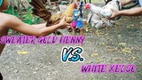SPAR!     SWEATER GOLD HENNY STAG VS WHITE KELSO STAG