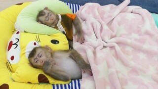 Beautiful Little Monkey Maki and Baby Maku Sleeping Very Deep Dream After Mom Comfort
