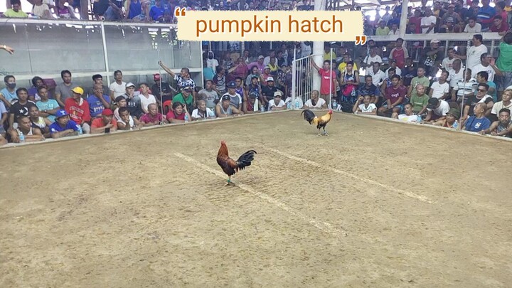 chamba MANOK NI IBONG GF