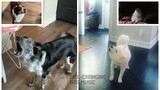 MONTERO but Dogs Sung It (Doggos and Gabe)