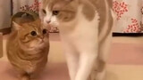 Thú cưng đáng yêu|Tuyển tập video đáng yêu của các bé mèo