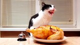 [สัตว์]เมื่อแมวตัวนี้หัดสั่งอาหาร