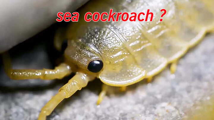 (สัตว์) หนอนนี้เรียกว่า“แมลงสาบทะเล”แตกต่างกันกับแมลงสาบธรรมดายังไง