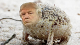 Angry squeaking donal trump