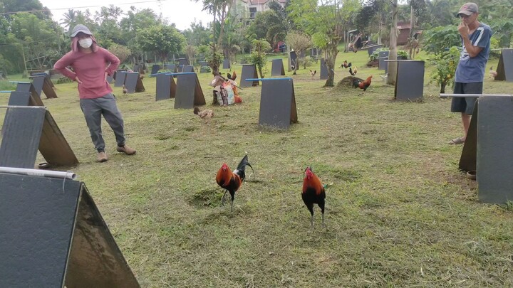 comando gamefarm