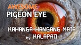 Awesome Pigeon Eye