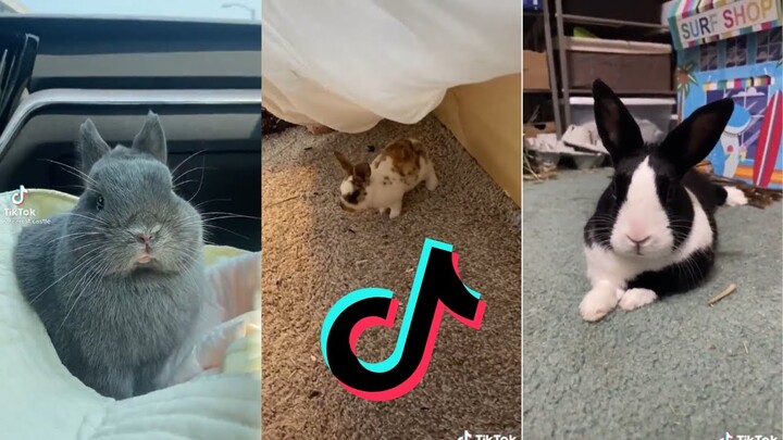Bunny side of TikTok - Netherland Dwarf | Dutch Bunny | Tri Colored Rex Edition