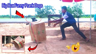 [New Funny Prank] Big Box vs Prank 2 Sleeping Dog - Best Prank Try to Stop Laugh