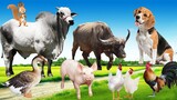 30 Minutes Funny Animal Sounds in Nature: Goose, Buffalo, Chicken, Pig, Dog,... | Animal Moments