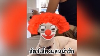 สัตว์เลี้ยง เพื่อนขนปุย :  สัตว์เลี้ยงแสนน่ารัก