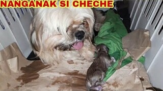 NANGANAK ANG ASO NAMIN | SHIHTZU GIVING BIRTH