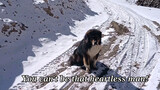 Had met a homeless Tibetan Mastiff at a mine...but never met him again