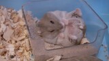 [Film Tikus] Sangat mengasyikkan hingga saya merasa bersemangat...apakah ini sesuatu yang bisa saya 