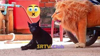 Fake Lion Prank Sad DOG Very Funny 2021