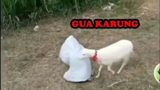 KAMBING LAWAN SARUNK