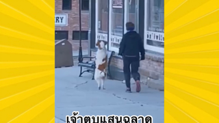 สัตว์เลี้ยงเพื่อนขนปุย : เจ้าตูบแสนฉลาด