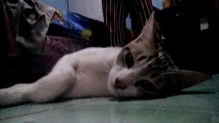 kucing ke kamar cuma mau ngerusuh