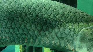 Báu vật của Thủy cung Sở thú Madrid - Cá hải tượng long