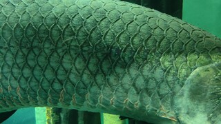 Harta karun dari Akuarium Spanyol. (Ikan Arapaima)