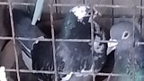 Pigeon laying Egg caught on camera