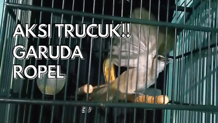 Masteran Trucukan Garuda Gacor Ropel Mengajak Trucuk Lain Nyaut