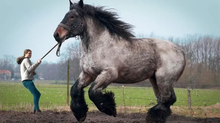 The world's largest horse can pull more than 5 tons at a time