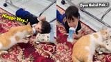 LUCU BANGET.! Bocil Nangis Lapor Ke Emak, Gara-gara Bantalnya Direbut Sama Si Oren ~ Kucing Lucu