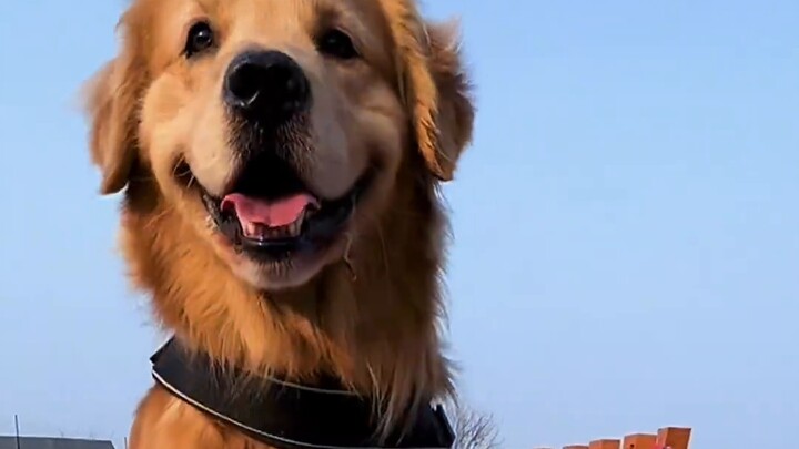 Today there is a celebrity dog in the kennel. Golden Retriever Land Rover takes you to experience th