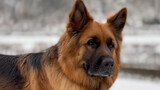 [Animal] [Dog] A Handsome German Shepherd in Snow
