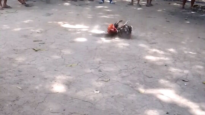 panalo na n talo pa