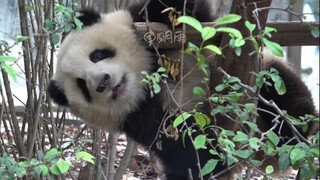 【大熊猫和花】花花爬木梯玩儿