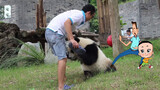 Lovely panda and their trainers