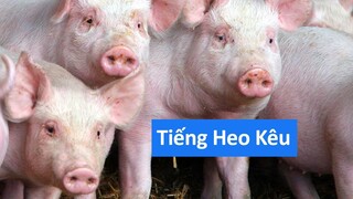 Tiếng heo kêu - tiếng con heo kêu la éc éc inh ỏi - con heo kêu, tiếng con lợn kêu