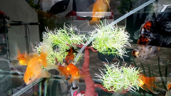 ikan di aquarium
