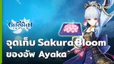 Genshin Impact จุดวิ่งเก็บดอก Sakura Bloom ของอัป Ayaka