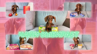 ЧАПИТОСИКИ ВЫБИРАЮТ